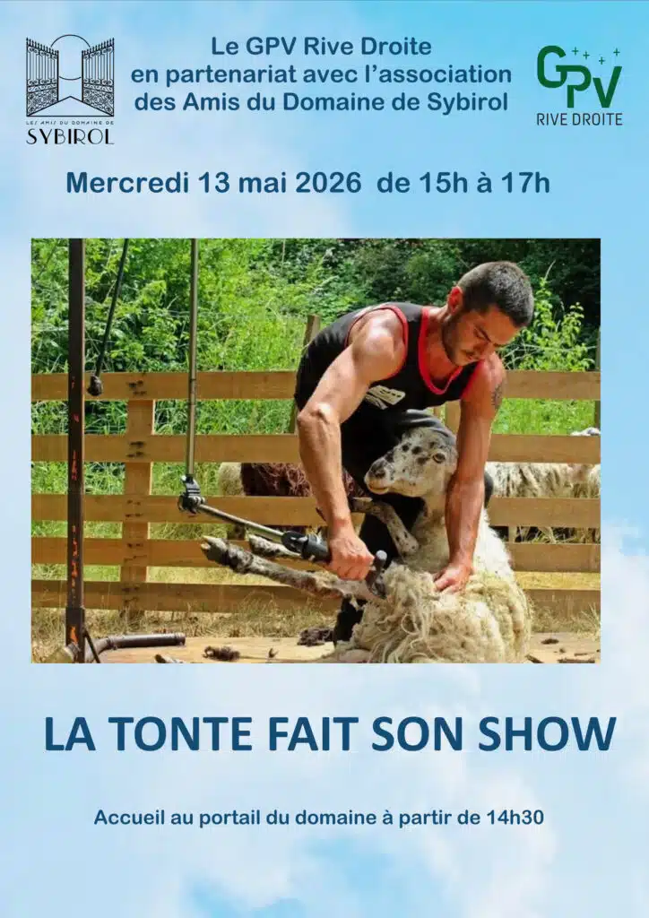 La tonte fait son show